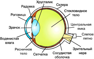 строения глаза схема